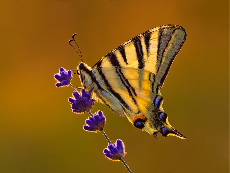 94 - COMPLEMENTARY COLORS - SABOL PETAR - croatia.jpg